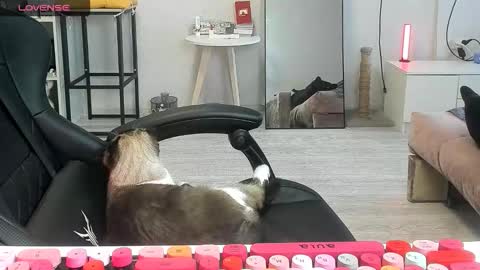 Alis online show from November 13, 8:02 am