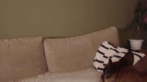 alisaxxxshy online show from February 3, 6:40 am