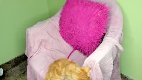 deli_la online show from December 16, 1:33 am