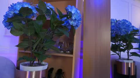 Elasummeer online show from February 4, 2:20 pm