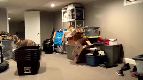 IntoTheWoodsWeGo online show from November 16, 3:01 pm