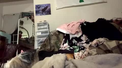 SummerPeach online show from December 14, 3:17 am