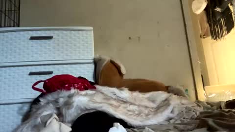 SummerPeach online show from January 25, 12:06 am