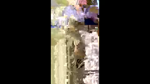 Nicol online show from January 5, 7:50 pm