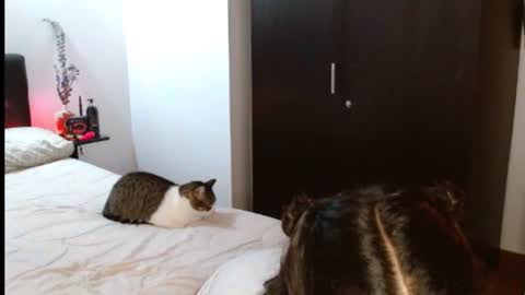 novaperotti online show from February 6, 2:44 am