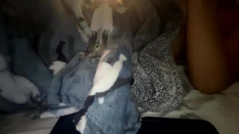 roarmance1 online show from October 30, 5:36 pm