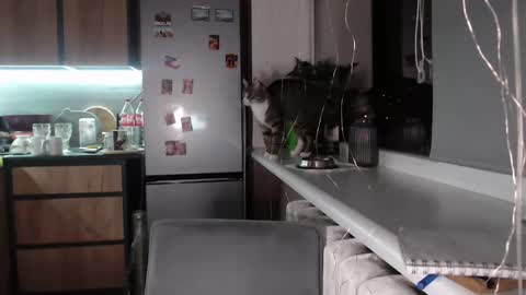 Snapshot of sofi_delightful chatting on February 8, 7:27 pm Sofi online show from February 8, 7:27 pm