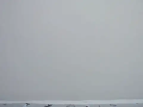 ebony curvedass online show from April 19, 7:52 am