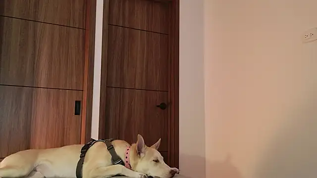 Hot Couple666 online show from September 9, 1:49 am