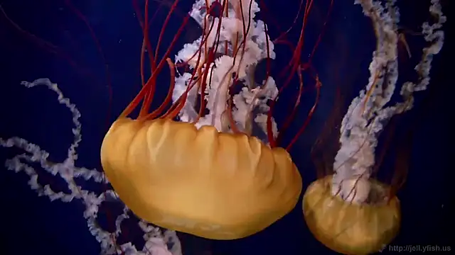 streamy test11 online show from April 9, 10:53 am