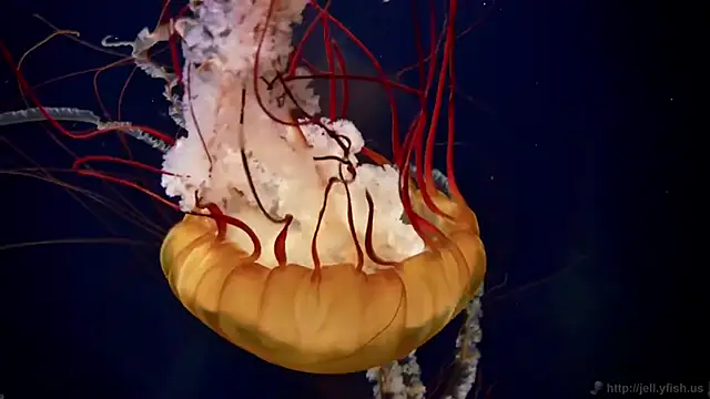 Snapshot of streamy_test12 chatting on October 21, 8:40 am streamy test12 online show from October 21, 8:40 am