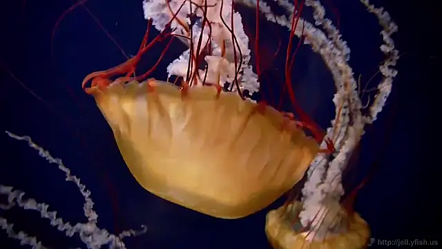 Snapshot of streamy_test12 chatting on October 14, 1:35 pm streamy test12 online show from October 14, 1:35 pm