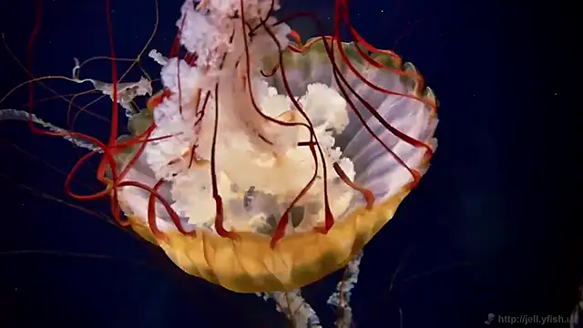 Snapshot of streamy_test12 chatting on October 9, 2:21 pm streamy test12 online show from October 9, 2:21 pm