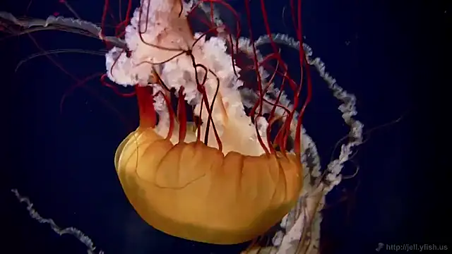 Snapshot of streamy_test12 chatting on October 30, 4:08 pm streamy test12 online show from October 30, 4:08 pm