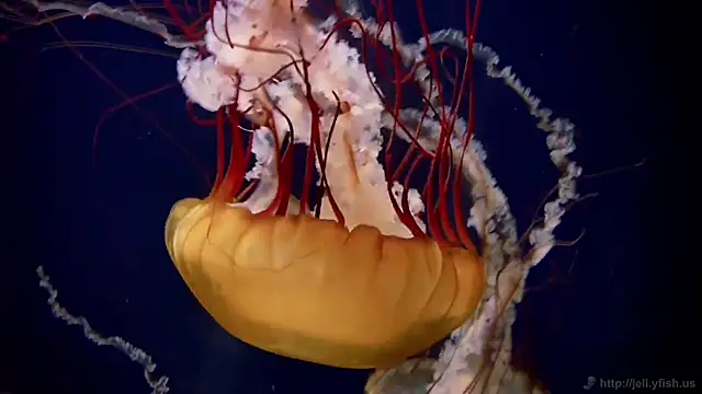 Snapshot of streamy_test12 chatting on October 23, 2:12 pm streamy test12 online show from October 23, 2:12 pm