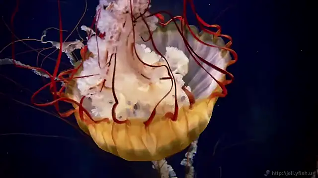 streamy test12 online show from December 16, 4:13 pm