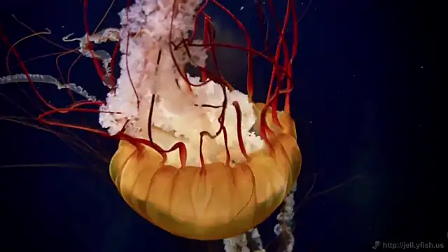 Snapshot of streamy_test12 chatting on September 23, 5:05 am streamy test12 online show from September 23, 5:05 am