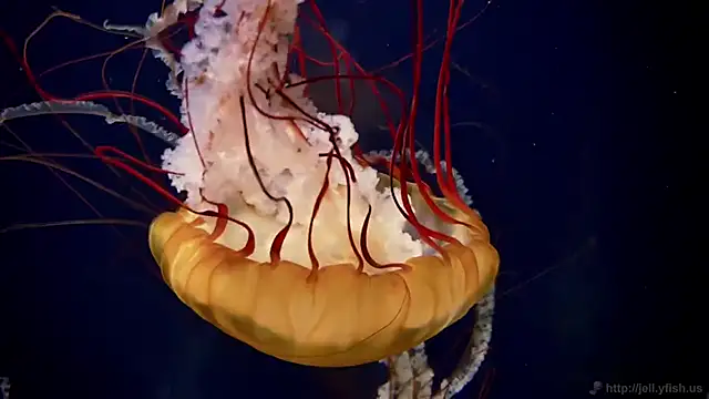 streamy test12 online show from February 24, 1:21 pm