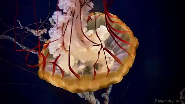 Snapshot of streamy_test12 chatting on September 30, 7:36 am streamy test12 online show from September 30, 7:36 am