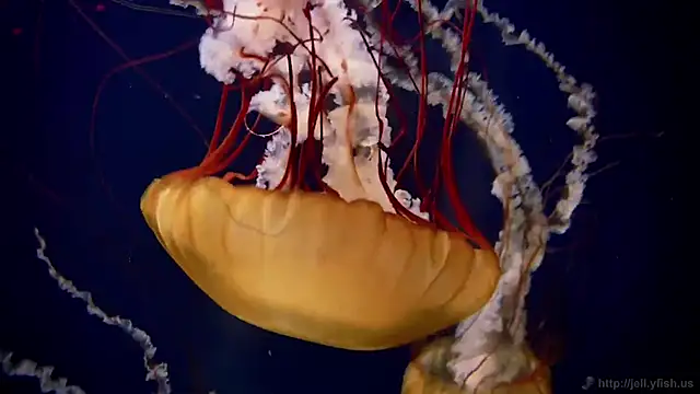 Snapshot of streamy_test12 chatting on September 18, 12:15 pm streamy test12 online show from September 18, 12:15 pm