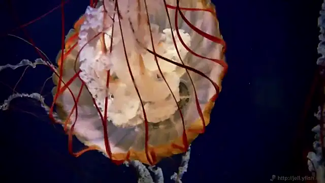 Snapshot of streamy_test12 chatting on October 6, 1:06 pm streamy test12 online show from October 6, 1:06 pm