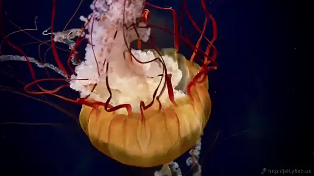 Snapshot of streamy_test12 chatting on September 15, 10:56 am streamy test12 online show from September 15, 10:56 am