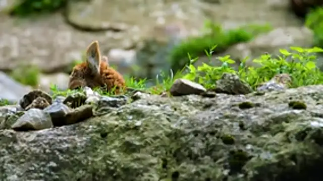 streamy test13 online show from February 10, 8:50 am