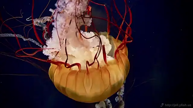 streamy test15 online show from December 17, 12:09 pm