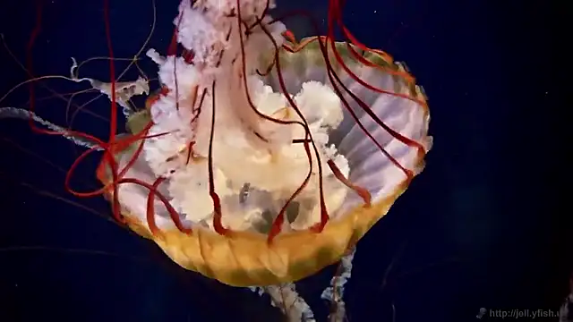 streamy test15 online show from February 27, 1:55 pm