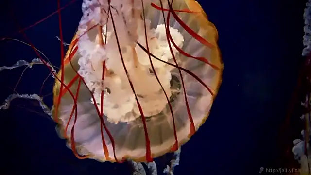 streamy test15 online show from February 18, 10:03 am