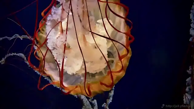 streamy test15 online show from February 4, 10:29 am