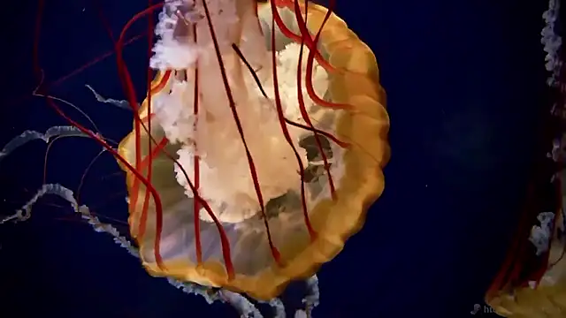 streamy test15 online show from February 13, 9:22 am