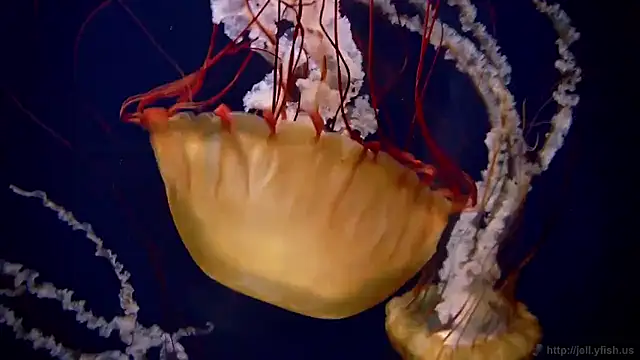 streamy test15 online show from October 13, 2:42 pm