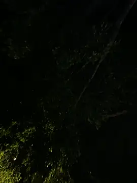 Miiafoxxx online show from December 4, 5:53 am