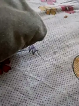 Punjabi beauty123 online show from February 8, 12:31 pm