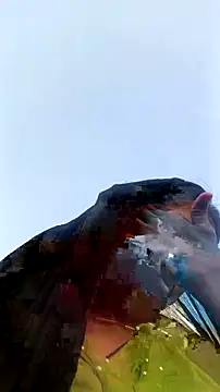 Guriya0076 online show from December 15, 10:42 am