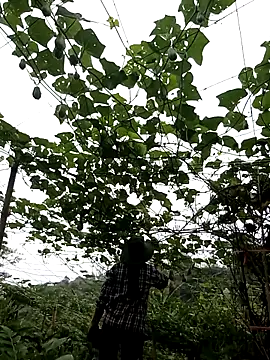 ngan-cute online show from April 30, 7:46 am