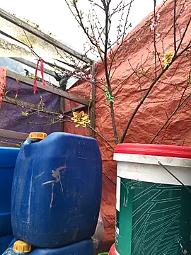 liu-liusexy online show from February 15, 7:51 am