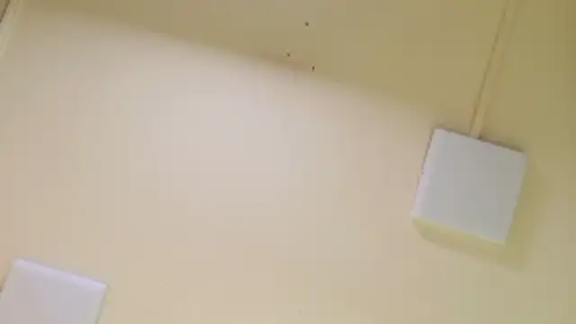 paulina cano online show from January 16, 7:10 pm