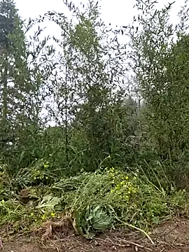 miomio-12 online show from March 25, 3:56 am