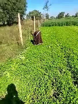 miss riya23 online show from January 16, 6:53 am